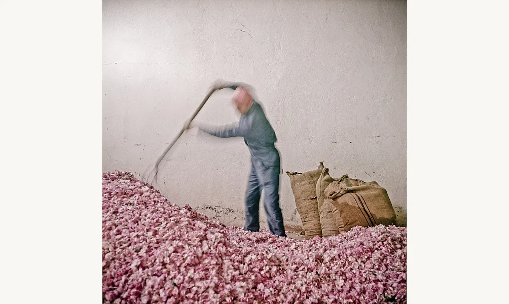 Denis Dailleux, Cueillette dans les hauteurs du Moyen-Atlas, Moyen-Atlas (Maroc), 2015. Photographie analogique. Collection de l’artiste.