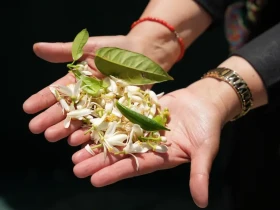 Route du Bigaradier Nabeul