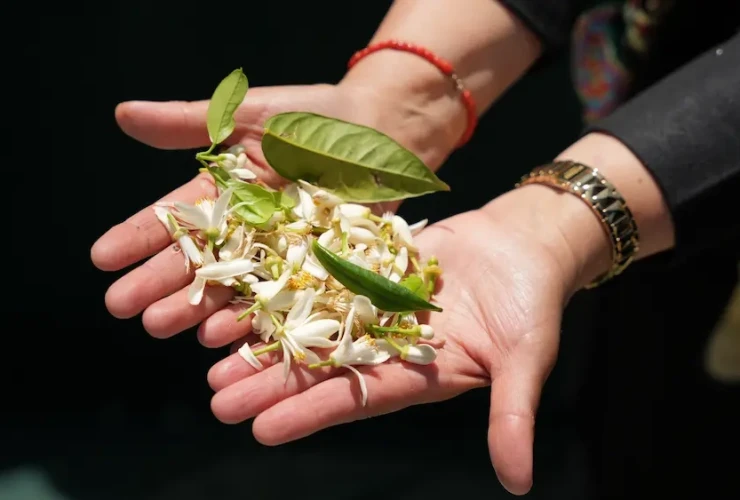 Route du Bigaradier Nabeul