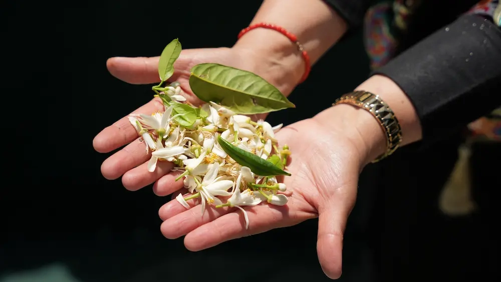 Route du Bigaradier Nabeul